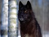 black-wolf.jpg image by Lieutenant_Commander_Stacker